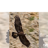 گونه عقاب طلایی Golden Eagle